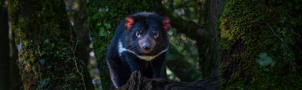 Tasmanian devil, Australia South, Asia