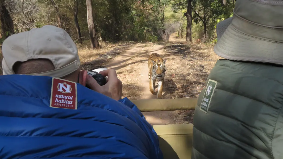 Nat Hab guests, Tadoba National Park, India.