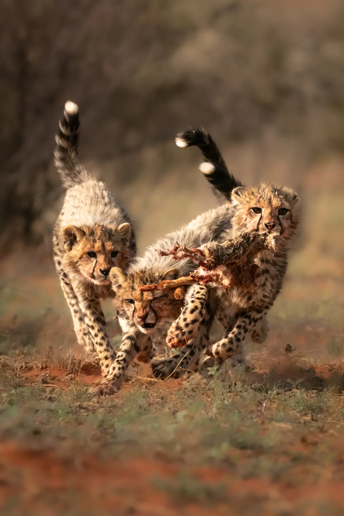 Cheetah, Kalahari.