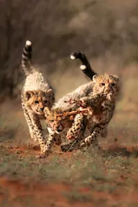 Cheetah, Kalahari