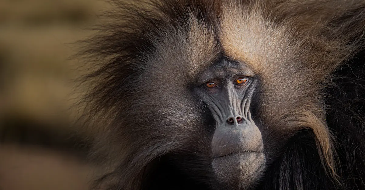 Gelada, Ethiopia.
