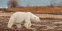 Polar bear, Churchill, Manitoba.