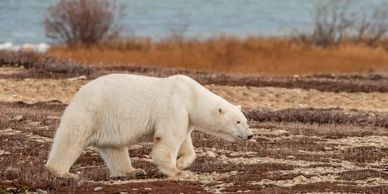 Polar bear, Churchill, Manitoba.