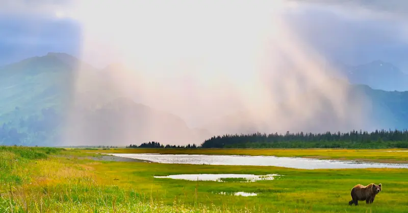 Coastal Brown Bear, Nat Hab's Alaska Bear Camp, Lake Clark National Park