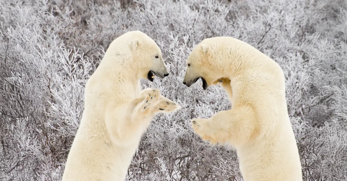 Sparring polar bears, Churchill, Canada