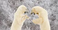 Sparring polar bears, Churchill, Canada