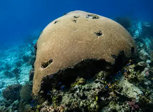 A large brain coral formation on a reef off the coast of Tobago.
