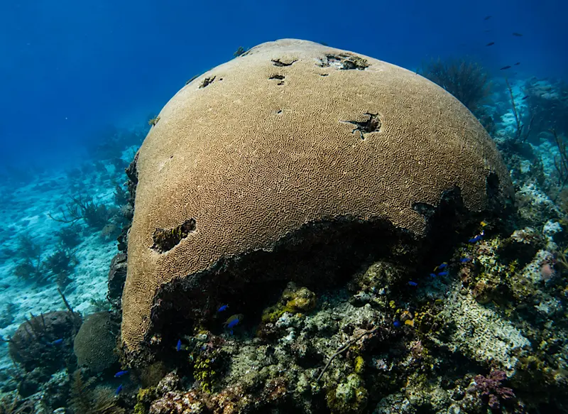 A large brain coral formation on a reef off the coast of Tobago.