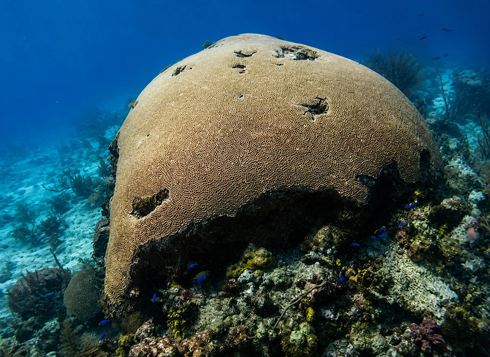 A large brain coral formation on a reef off the coast of Tobago.