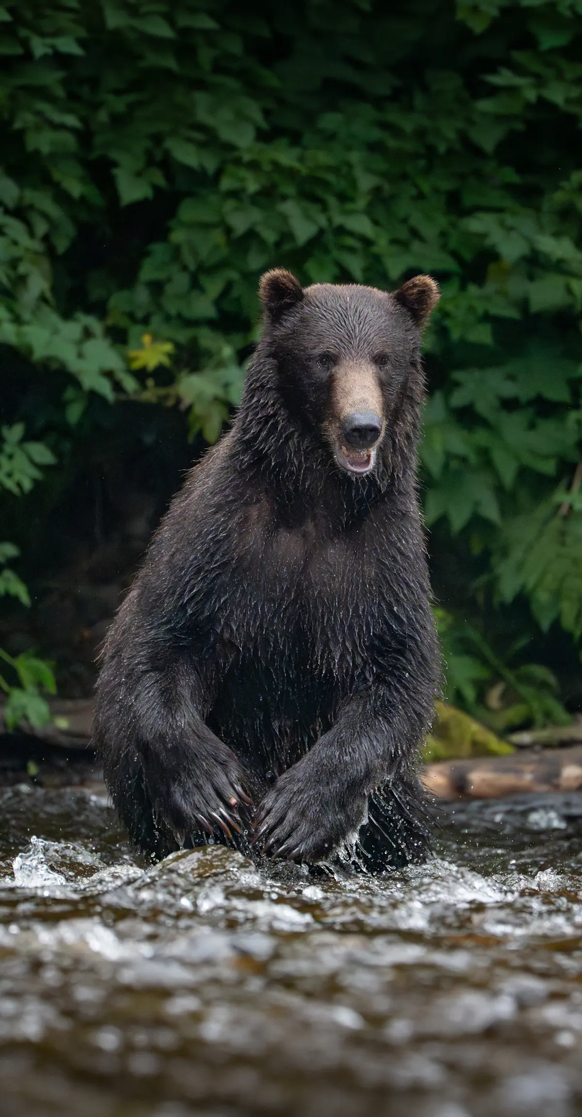 Brown bear fishing.