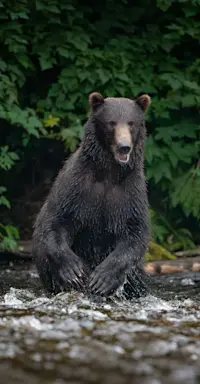 Brown bear fishing