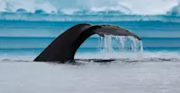 Humpback whale fluke, Antarctica.