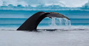 Humpback whale fluke, Antarctica.