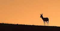 Springbok, Palmwag Concession, Namibia. 