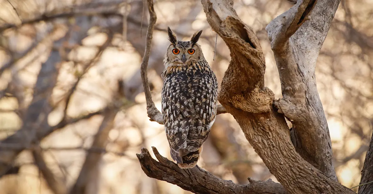 Indian Eagle Owl.