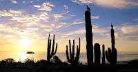 Birds perched on cacti and the National Geographic Venture anchored offshore, Sea of Cortez, Mexico.