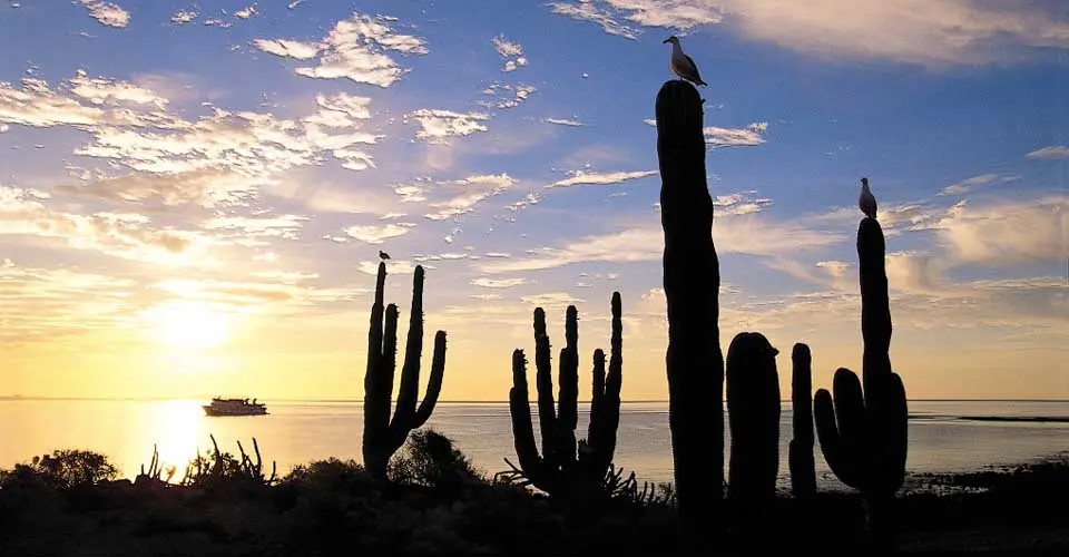 Birds perched on cacti and the National Geographic Venture anchored offshore, Sea of Cortez, Mexico.