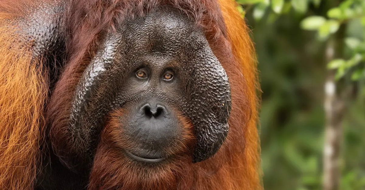 Bornean orangutan, Sepilok Orangutan Sanctuary, Borneo.