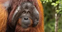 Bornean orangutan, Sepilok Orangutan Sanctuary, Borneo.