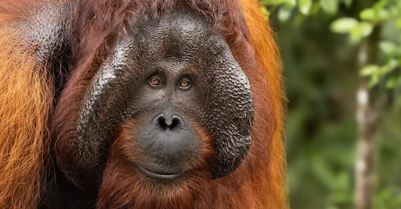 Bornean orangutan, Sepilok Orangutan Sanctuary, Borneo.