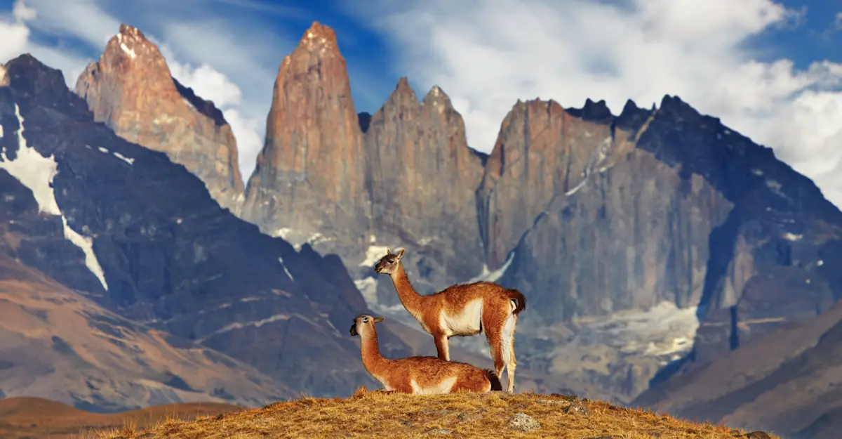 Guanacos, Torres del Paine National Park, Patagonia, Chile.