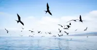 Frigatebirds, Isla Lobos, Galapagos Islands, Ecuador.