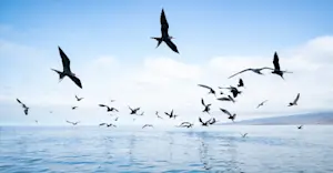 Frigatebirds, Isla Lobos, Galapagos Islands, Ecuador.