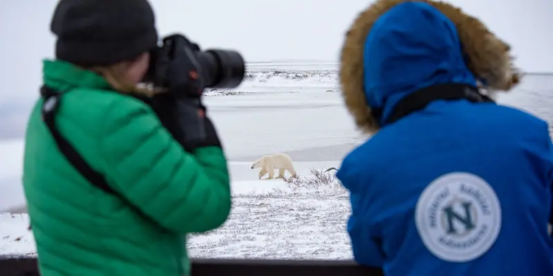 Nat Hab guests photographing polar bears, Churchill, Manitoba.