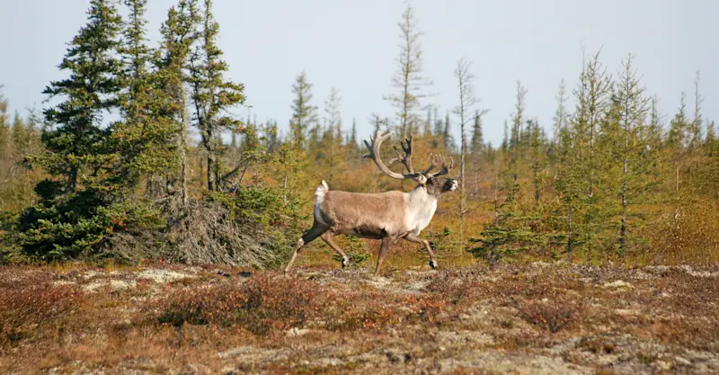 Caribou, Churchill, Manitoba, Canada.