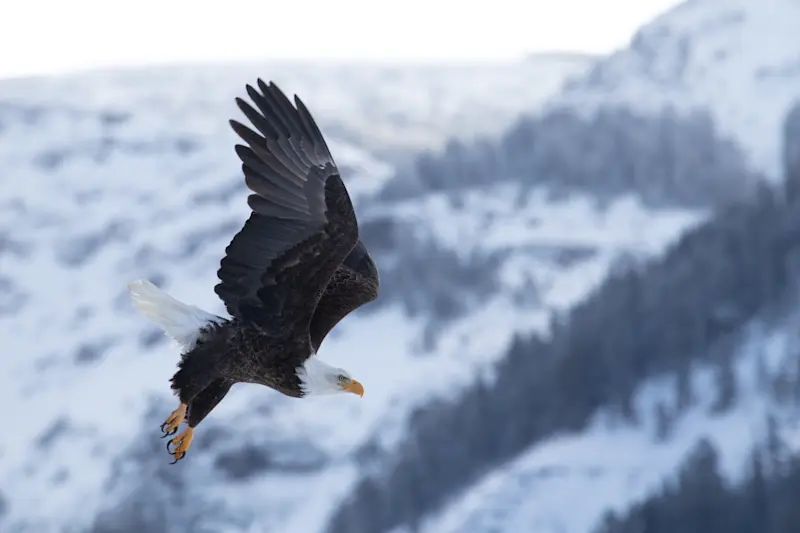 Bald eagle, Yellowstone National Park, Wyoming.