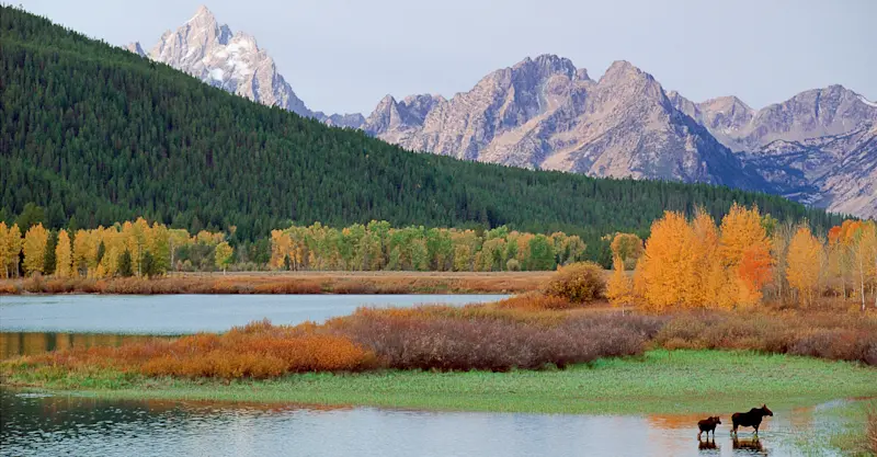 Moose, Yellowstone National Park, Wyoming.