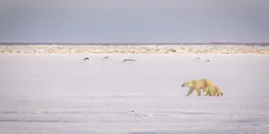 Polar bear with cub, Churchill, Manitoba.
