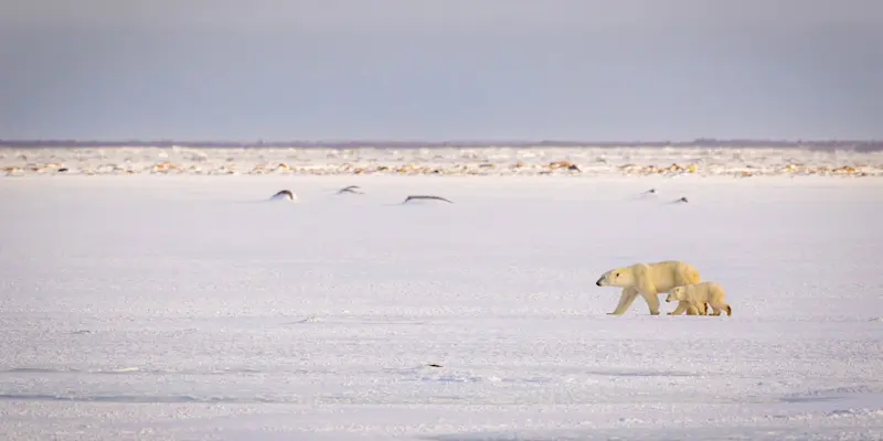 Polar bear with cub, Churchill, Manitoba.