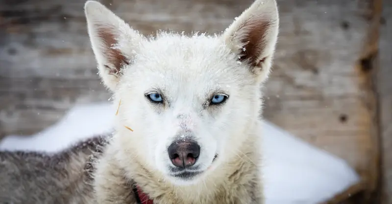 Sled dog, Churchill, Manitoba.