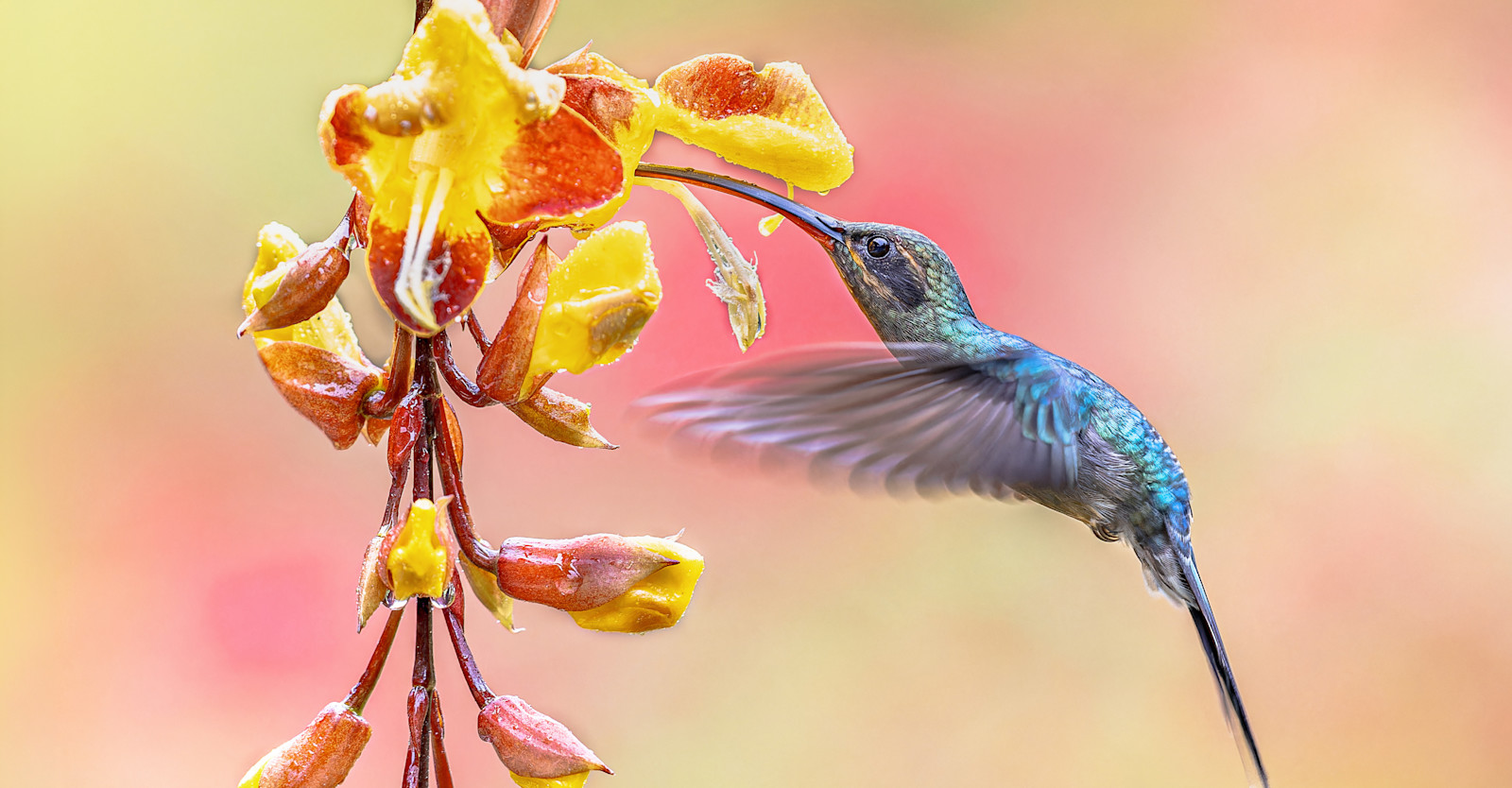 EW-CRPollinators AdobeStock 818255017