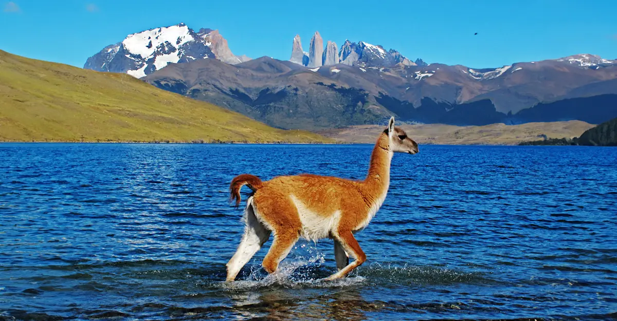 Guanaco, Torres del Paine National Park, Patagonia, Chile. 