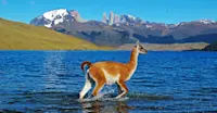 Guanaco, Torres del Paine National Park, Patagonia, Chile. 