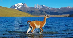 Guanaco, Torres del Paine National Park, Patagonia, Chile. 
