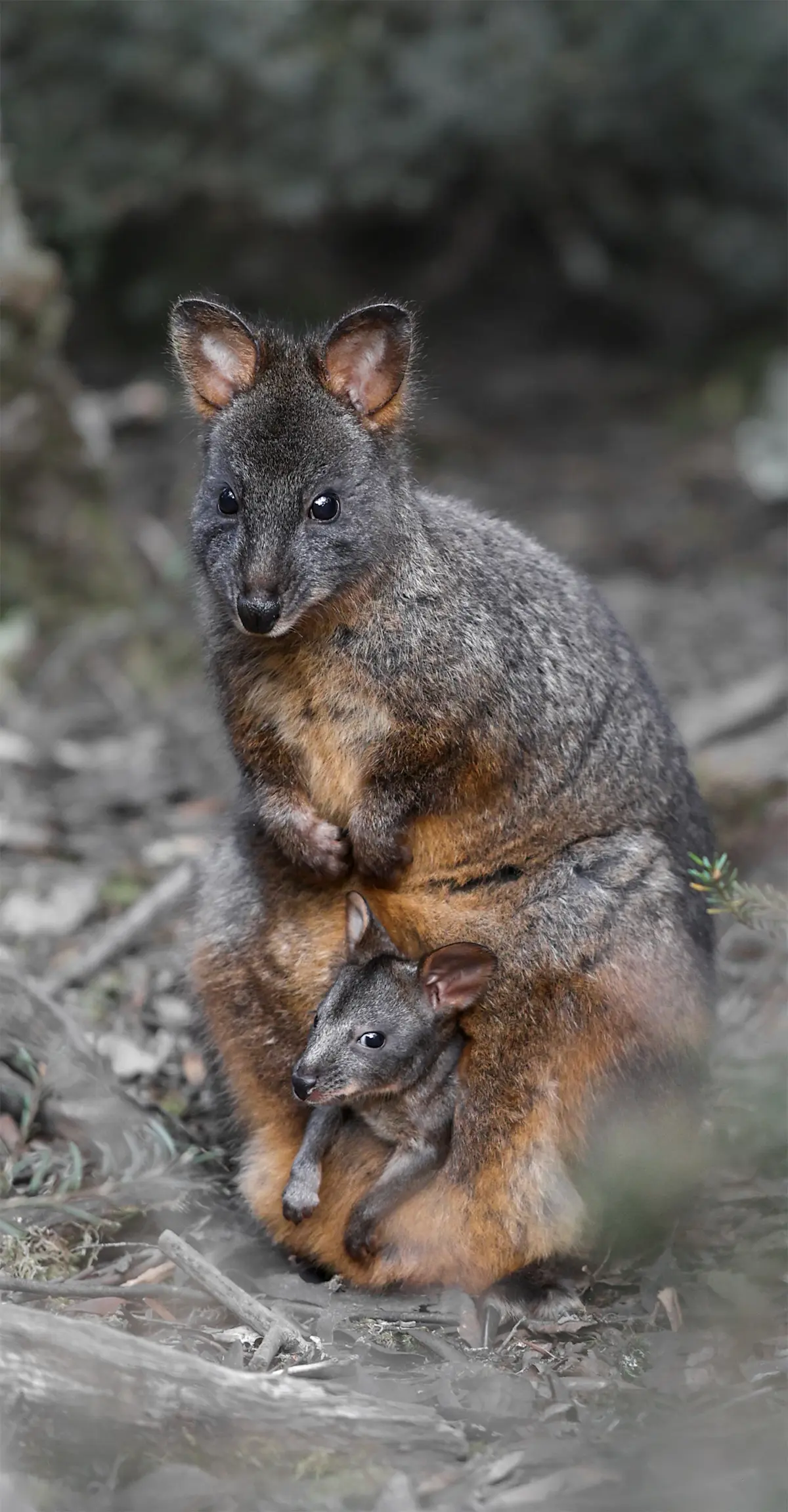 Tasmanian Pademelon - Tasmania