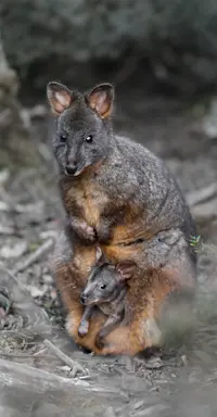 Tasmanian Pademelon - Tasmania