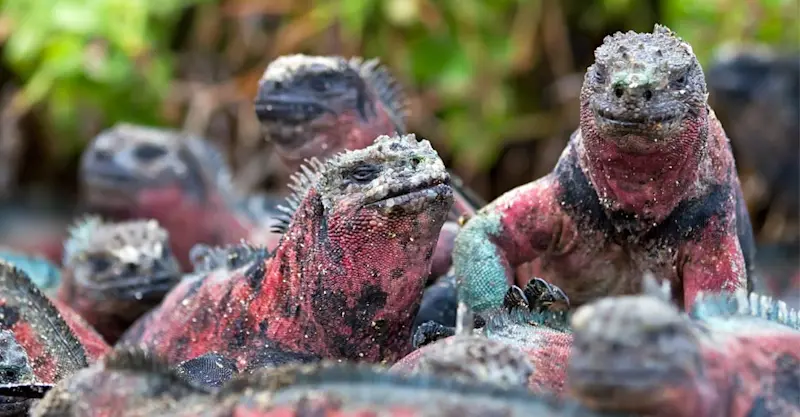 Marine iguanas, Española Island, Galapagos, Ecuador.