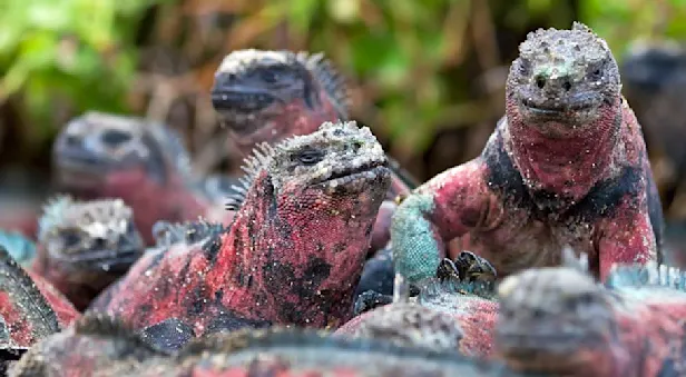 Marine iguanas, Española Island, Galapagos, Ecuador.