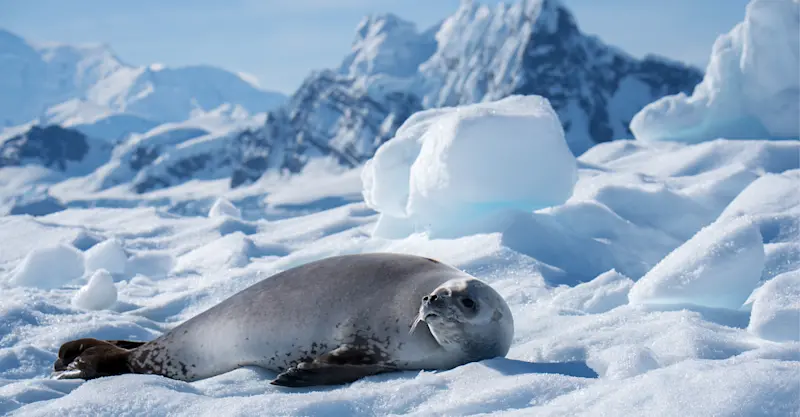 Weddell seal, Antarctica.