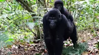 Out amongst the Gorillas in Uganda. 