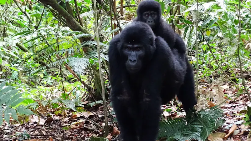 Out amongst the Gorillas in Uganda. 