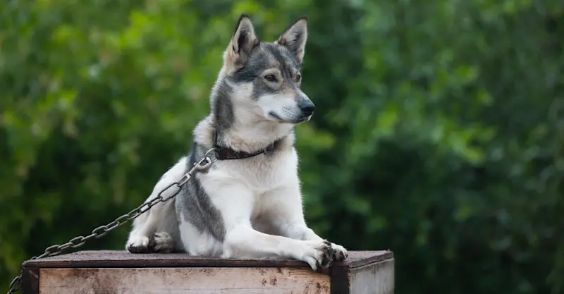 Sled dog, Churchill, Manitoba.