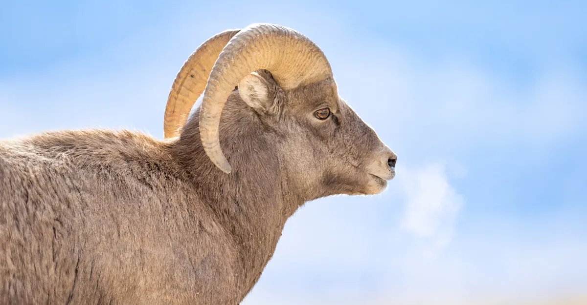 Big horn ram, Yellowstone National Park, Wyoming.
