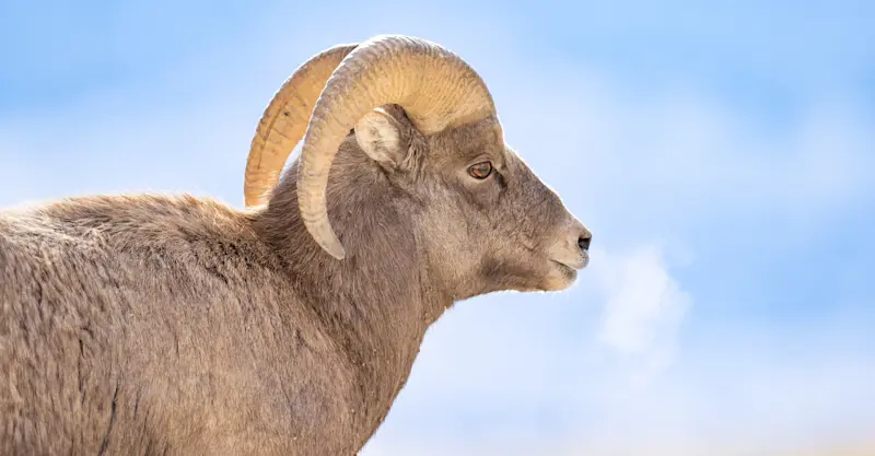 Big horn ram, Yellowstone National Park, Wyoming.