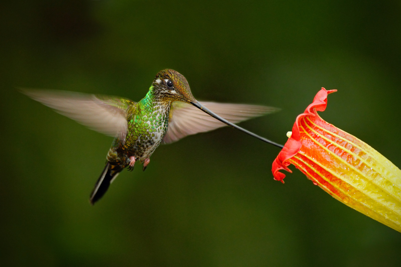 Hummingbird in Flight: Ensifera Garden 