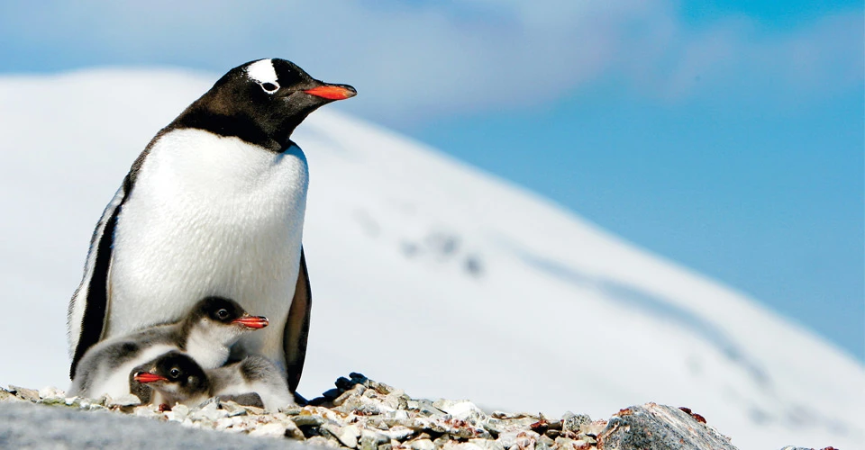Gentoo mother and baby penguins, Pleneau Island, Antarctica.